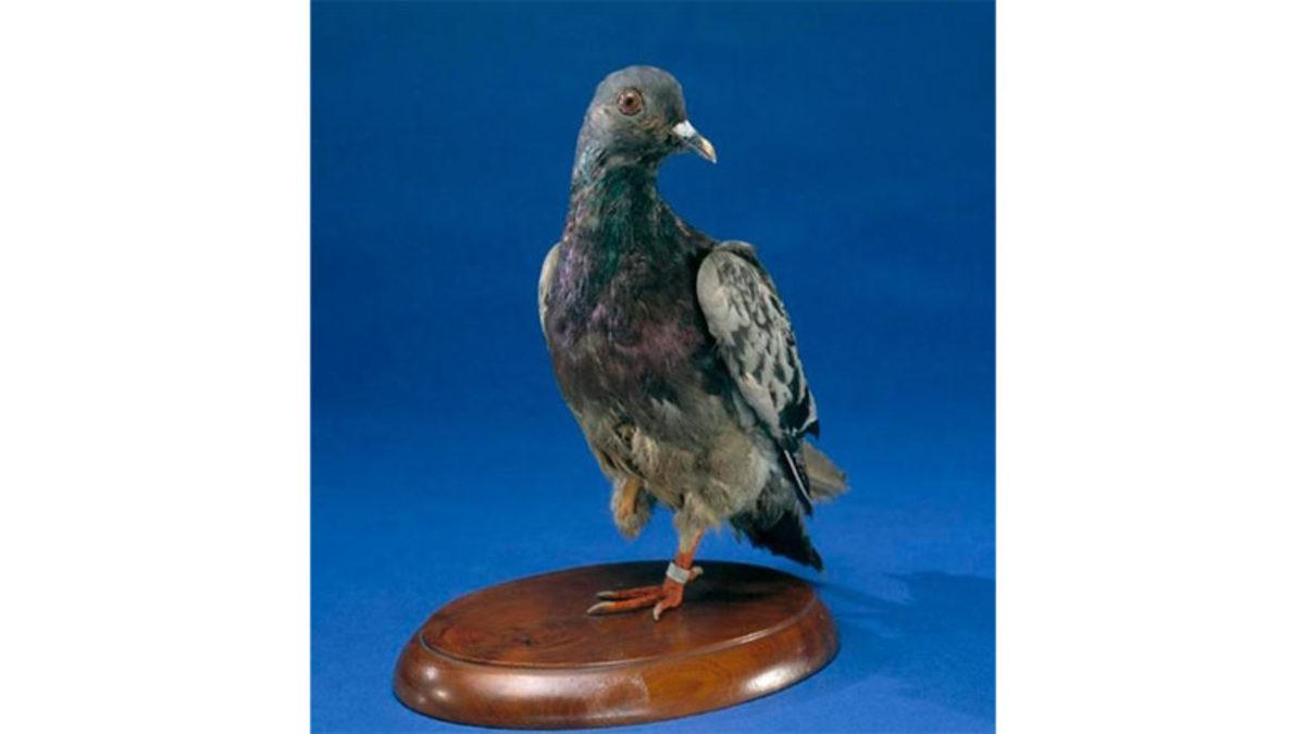 II. Dünya Savaşı’nın Sıra Dışı Deneyi: Hedefi 12’den Vurmak İçin Ekranı Gagalayan Güvercinler, Füzelere Nasıl Yön Veriyordu?