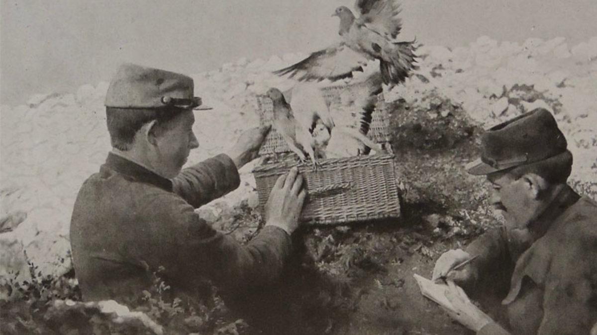 II. Dünya Savaşı’nın Sıra Dışı Deneyi: Hedefi 12’den Vurmak İçin Ekranı Gagalayan Güvercinler, Füzelere Nasıl Yön Veriyordu?