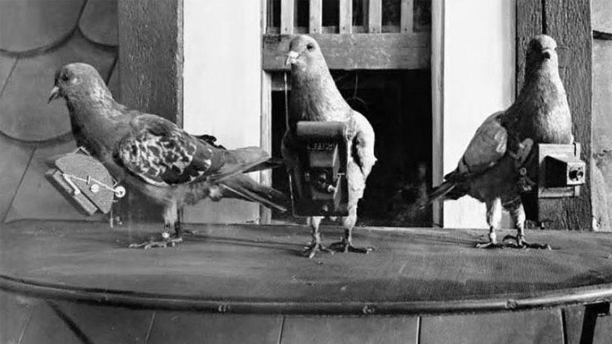 II. Dünya Savaşı’nın Sıra Dışı Deneyi: Hedefi 12’den Vurmak İçin Ekranı Gagalayan Güvercinler, Füzelere Nasıl Yön Veriyordu?