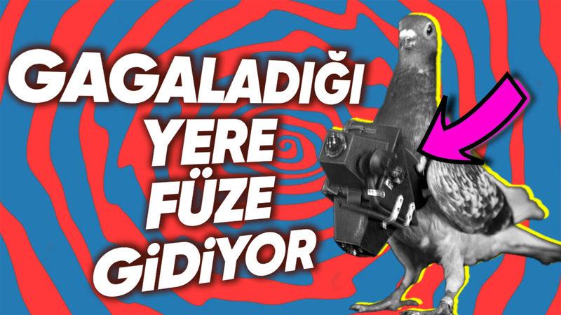 II. Dünya Savaşı’nın Sıra Dışı Deneyi: Hedefi 12’den Vurmak İçin Ekranı Gagalayan Güvercinler, Füzelere Nasıl Yön Veriyordu?