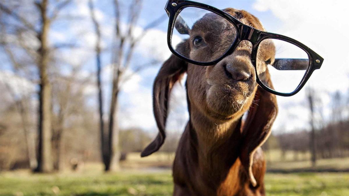 Yakında Hayvanlarla Konuşmamız Mümkün mü? Yapay Zekâ Bunu da Çözebilir!