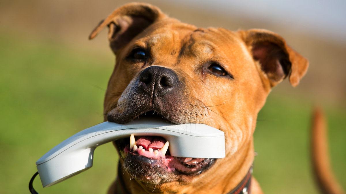 Yakında Hayvanlarla Konuşmamız Mümkün mü? Yapay Zekâ Bunu da Çözebilir!