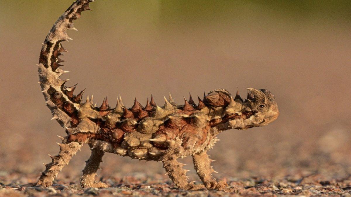 ’Dikenli Şeytan’ Olarak Tanınan Bu Sürüngenin Ürkütücü ve Tuhaf Özellikleri: Hareket Etmeden İçme Suyunu Topluyor!