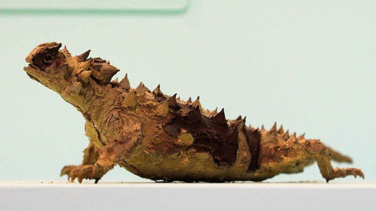 ’Dikenli Şeytan’ Olarak Tanınan Bu Sürüngenin Ürkütücü ve Tuhaf Özellikleri: Hareket Etmeden İçme Suyunu Topluyor!