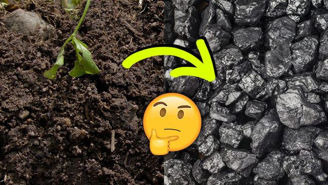 Bir Yaprak Nasıl Oluyor da Petrol Damlasına Dönüşüyor? Doğadaki Organik Maddelerin Fosil Yakıt Olma Yolculuğunu Anlatıyoruz