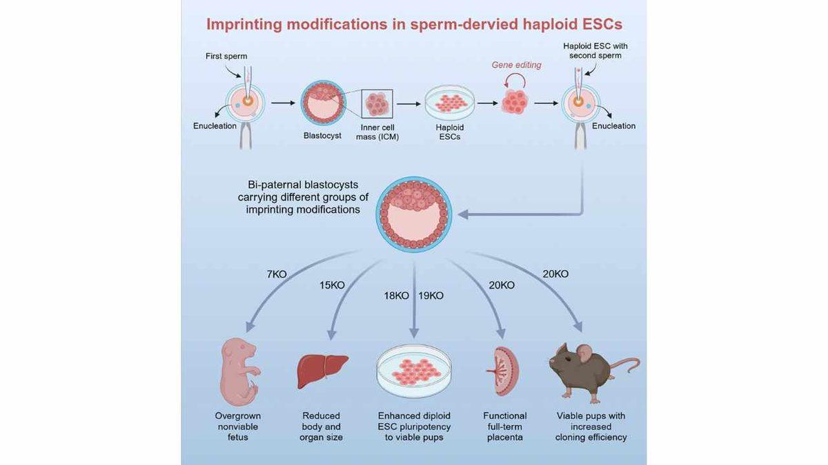 İlk Kez İki Babalı Bir Fare Hayatta Kalmayı Başardı: İşte Bilim Dünyasında Çığır Açan Deney!