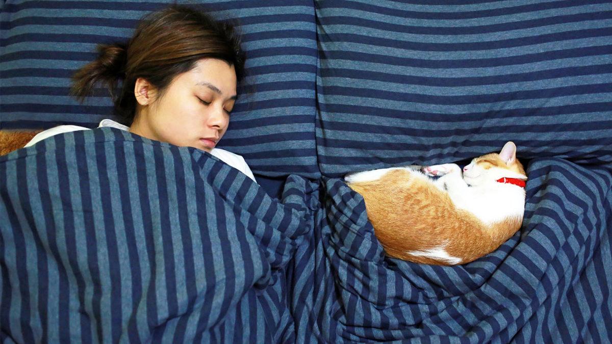 Kedilerin Bizimle Uyumayı Tercih Etmesinin Sizi Onlara Bir Adım Daha Yaklaştıracak Sebepleri