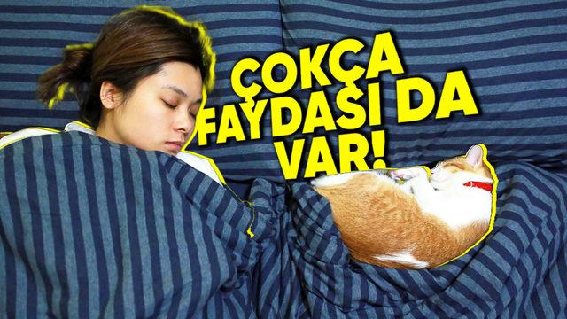 Kedilerin Bizimle Uyumayı Tercih Etmesinin Sizi Onlara Bir Adım Daha Yaklaştıracak Sebepleri