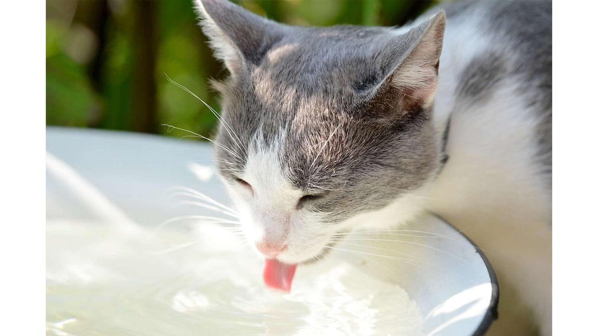 Köpeğinizin ve Kedinizin Su Kabında İstenmeyen Biri Var! (Ne Olduğunu Öğrenince Kaplarını Her Gün Yıkayacaksınız)