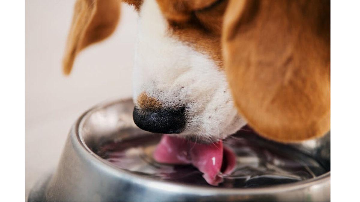 Köpeğinizin ve Kedinizin Su Kabında İstenmeyen Biri Var! (Ne Olduğunu Öğrenince Kaplarını Her Gün Yıkayacaksınız)