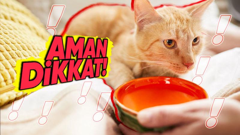 Köpeğinizin ve Kedinizin Su Kabında İstenmeyen Biri Var! (Ne Olduğunu Öğrenince Kaplarını Her Gün Yıkayacaksınız)