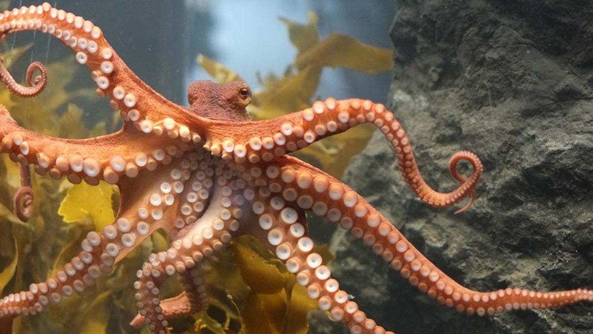 Ahtapotlar Renk Körü Olmalarına Rağmen Sanki Renkleri Ayırt Edebiliyormuş Gibi Bulundukları Yerlerde Kamufle Olmayı Nasıl Başarıyorlar?