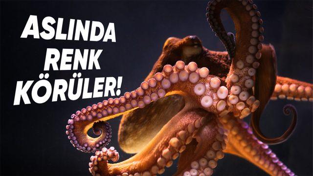 Ahtapotlar Renk Körü Olmalarına Rağmen Sanki Renkleri Ayırt Edebiliyormuş Gibi Bulundukları Yerlerde Kamufle Olmayı Nasıl Başarıyorlar?