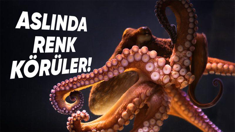 Ahtapotlar Renk Körü Olmalarına Rağmen Sanki Renkleri Ayırt Edebiliyormuş Gibi Bulundukları Yerlerde Kamufle Olmayı Nasıl Başarıyorlar?