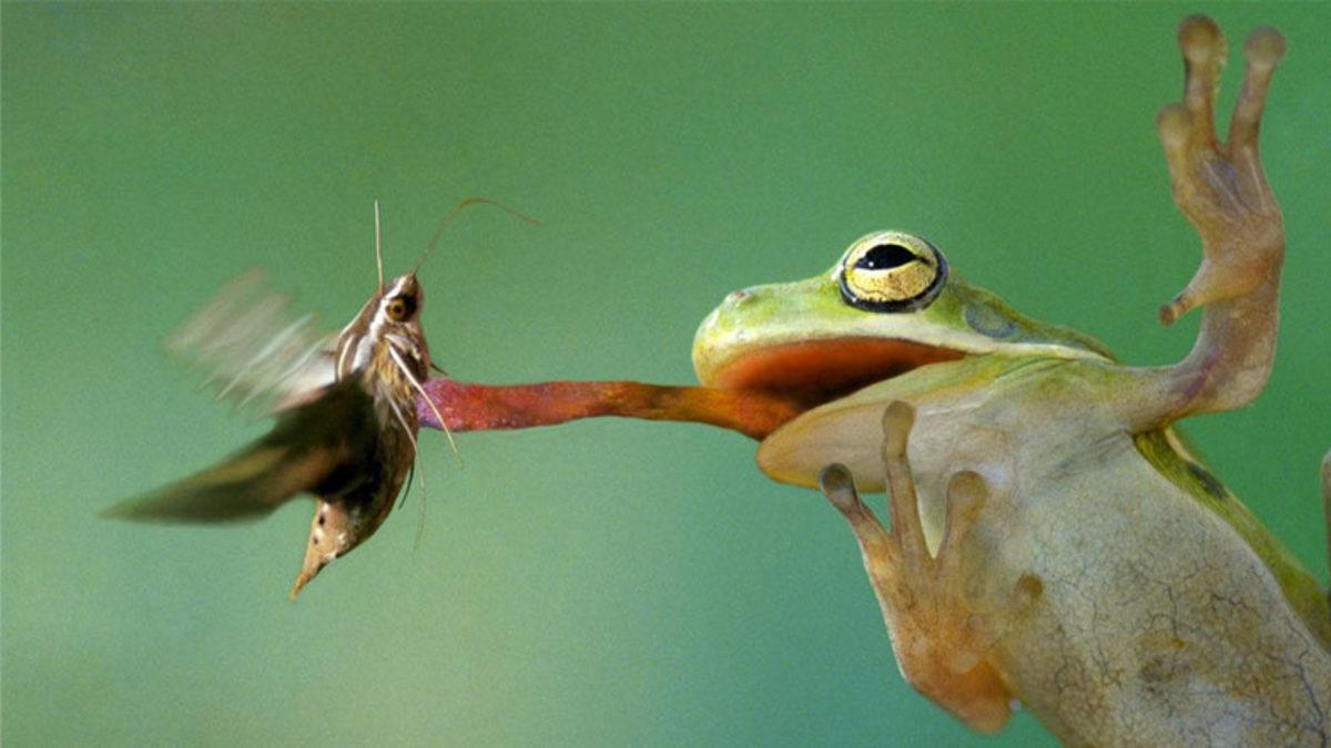 Bazı Kurbağalar Yemek Yerken Neden Gözlerini Kapatıyor? (Lezzetinden Mest Oldukları İçin Değil)