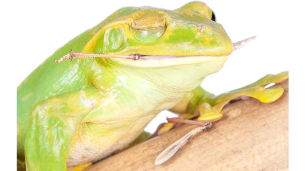 Bazı Kurbağalar Yemek Yerken Neden Gözlerini Kapatıyor? (Lezzetinden Mest Oldukları İçin Değil)