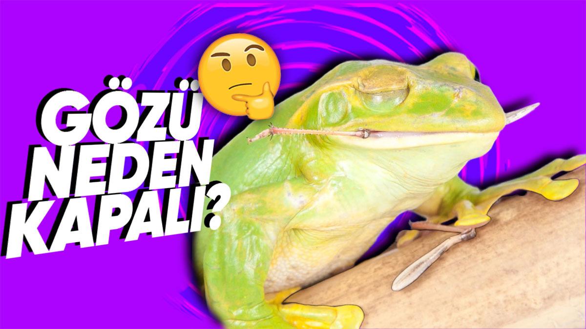 Bazı Kurbağalar Yemek Yerken Neden Gözlerini Kapatıyor? (Lezzetinden Mest Oldukları İçin Değil)