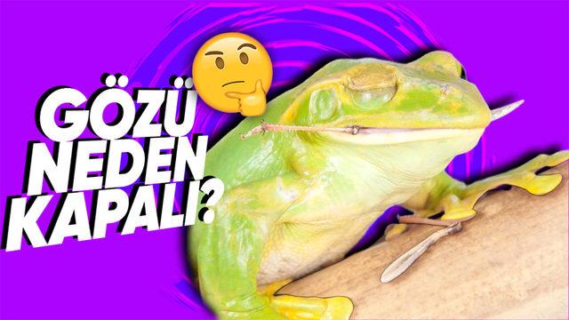 Bazı Kurbağalar Yemek Yerken Neden Gözlerini Kapatıyor? (Lezzetinden Mest Oldukları İçin Değil)
