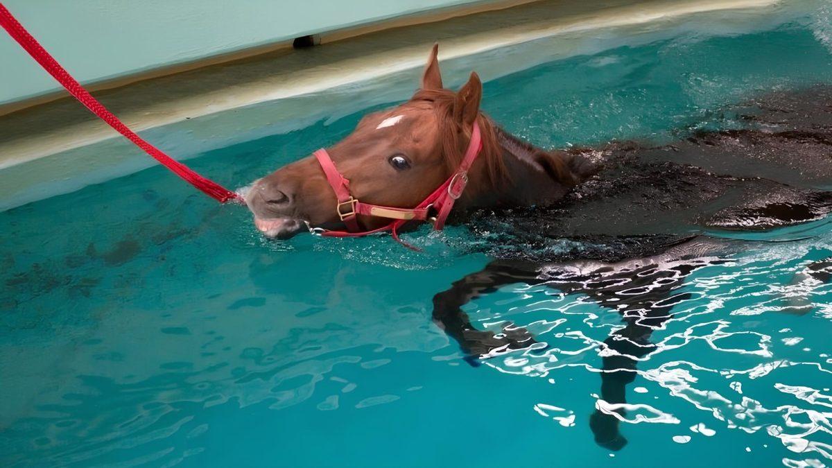 Atların Buz Küpleriyle Dolu Suya Sokulmasının Ardındaki Hayret Verici Sebepler (Hayır, Temizlenmeleri İçin Değil!)