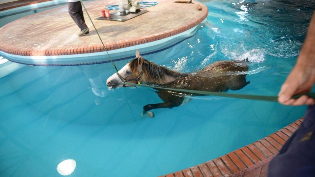 Atların Buz Küpleriyle Dolu Suya Sokulmasının Ardındaki Hayret Verici Sebepler (Hayır, Temizlenmeleri İçin Değil!)