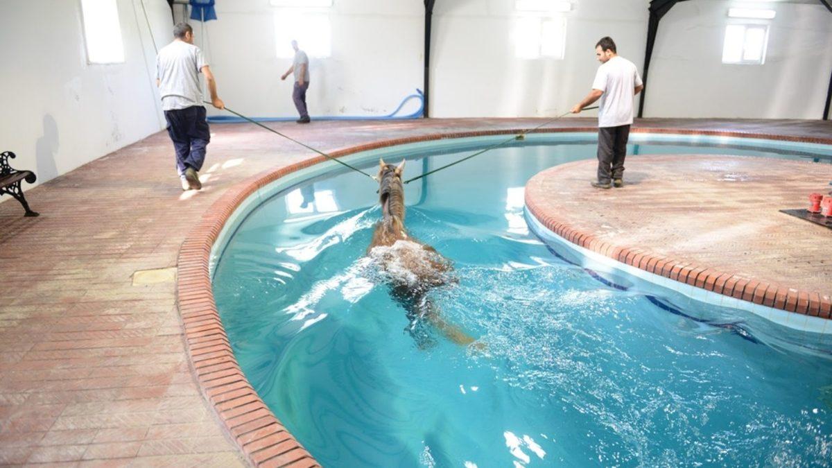 Atların Buz Küpleriyle Dolu Suya Sokulmasının Ardındaki Hayret Verici Sebepler (Hayır, Temizlenmeleri İçin Değil!)