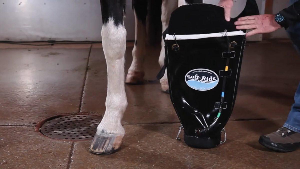 Atların Buz Küpleriyle Dolu Suya Sokulmasının Ardındaki Hayret Verici Sebepler (Hayır, Temizlenmeleri İçin Değil!)