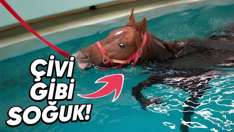 Atların Buz Küpleriyle Dolu Suya Sokulmasının Ardındaki Hayret Verici Sebepler (Hayır, Temizlenmeleri İçin Değil!)