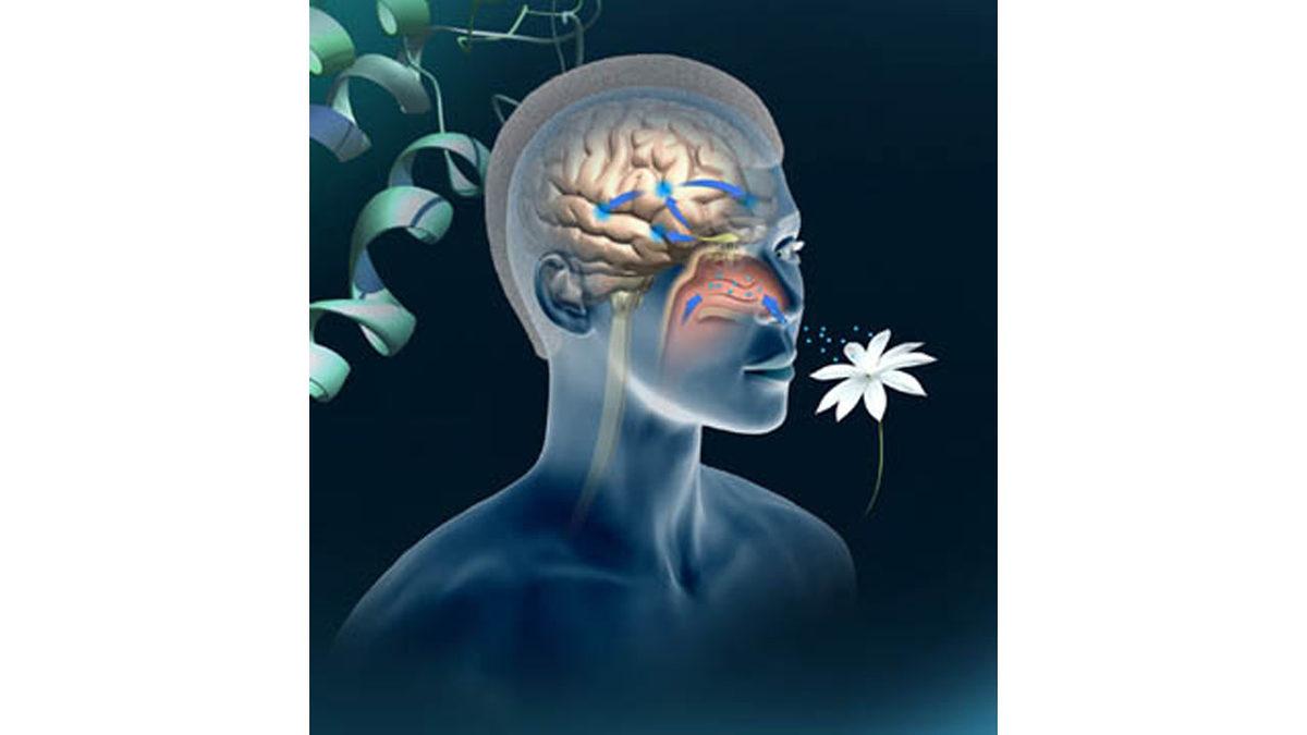 Bilime Göre Bazı Kokular Nasıl Oluyor da Sakinleştirici Etki Yaratıyor? Hangi Kokuya İhtiyacınızın Olduğunu Öğrenebilirsiniz!