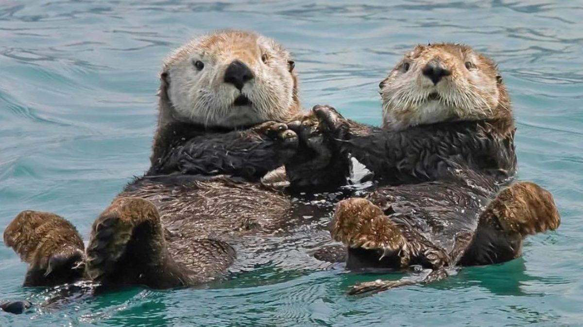 Su Samurlarının Elleri İle Sık Sık Yüzlerini Ovuşturmasının ’Tatlılık’ Zannedilen Ancak ’Hayati Önem’ Taşıyan Sebebi