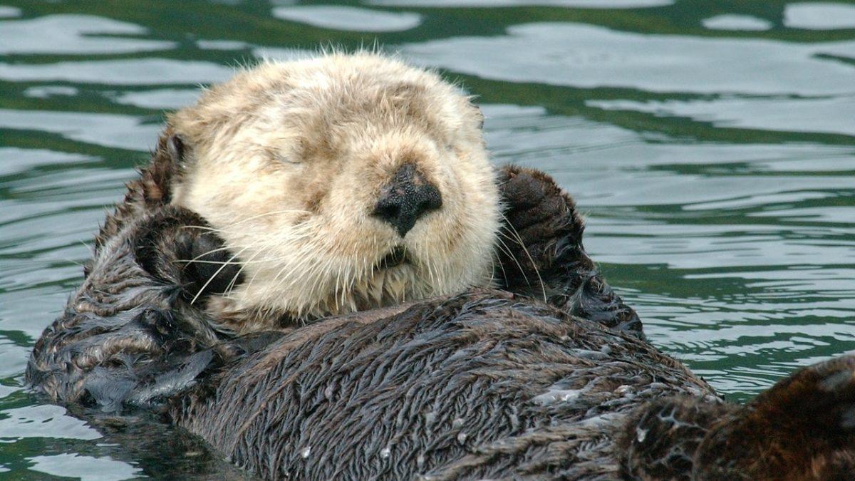 Su Samurlarının Elleri İle Sık Sık Yüzlerini Ovuşturmasının ’Tatlılık’ Zannedilen Ancak ’Hayati Önem’ Taşıyan Sebebi