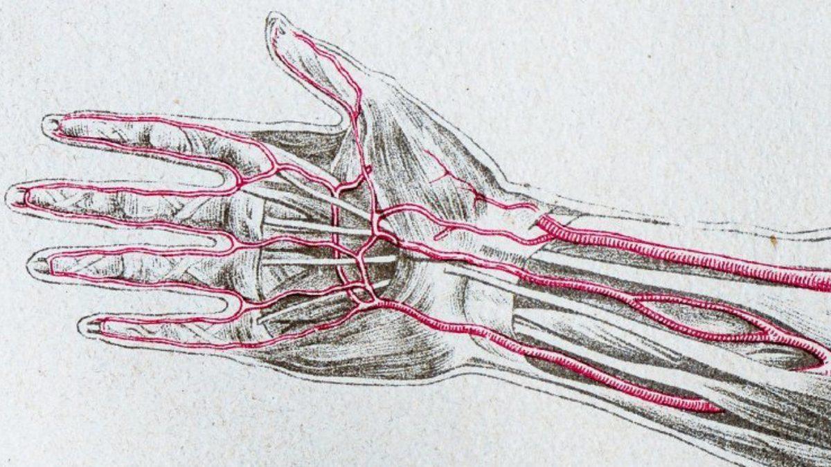 Her 10 İnsandan 3’ünün Kollarında Fazladan Bir Atardamarın Gelişmesinin Tuhaf Nedeni: Peki Bu İyi Bir Haber mi?