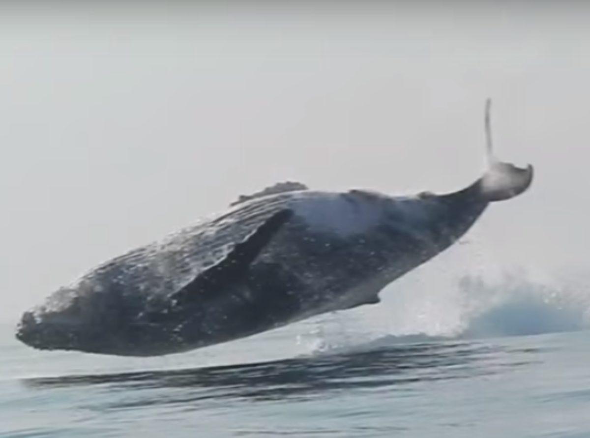 40 Tonluk Kambur Balina’dan Muhteşem Akrobatik Hareketler!