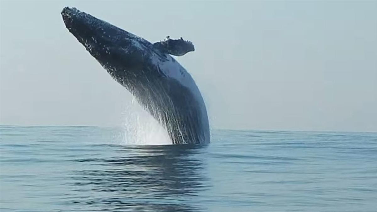 40 Tonluk Kambur Balina’dan Muhteşem Akrobatik Hareketler!