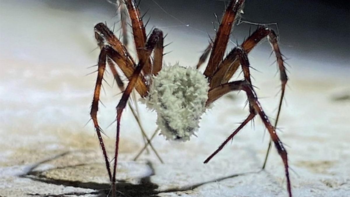 Örümcekleri Zombiye Dönüştüren Yeni Bir Mantar Türü Keşfedildi