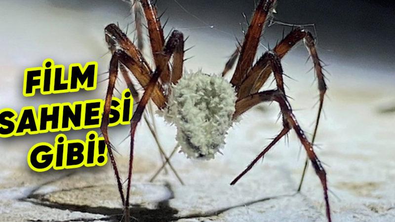 Örümcekleri Zombiye Dönüştüren Yeni Bir Mantar Türü Keşfedildi