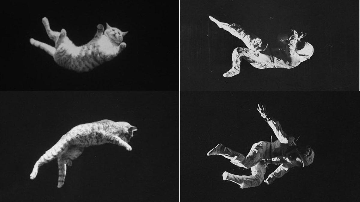 Kediler, 1969’da NASA Araştırmalarına Nasıl Yön Verdi? Uzaylılar Diye Boşuna Demiyoruz...