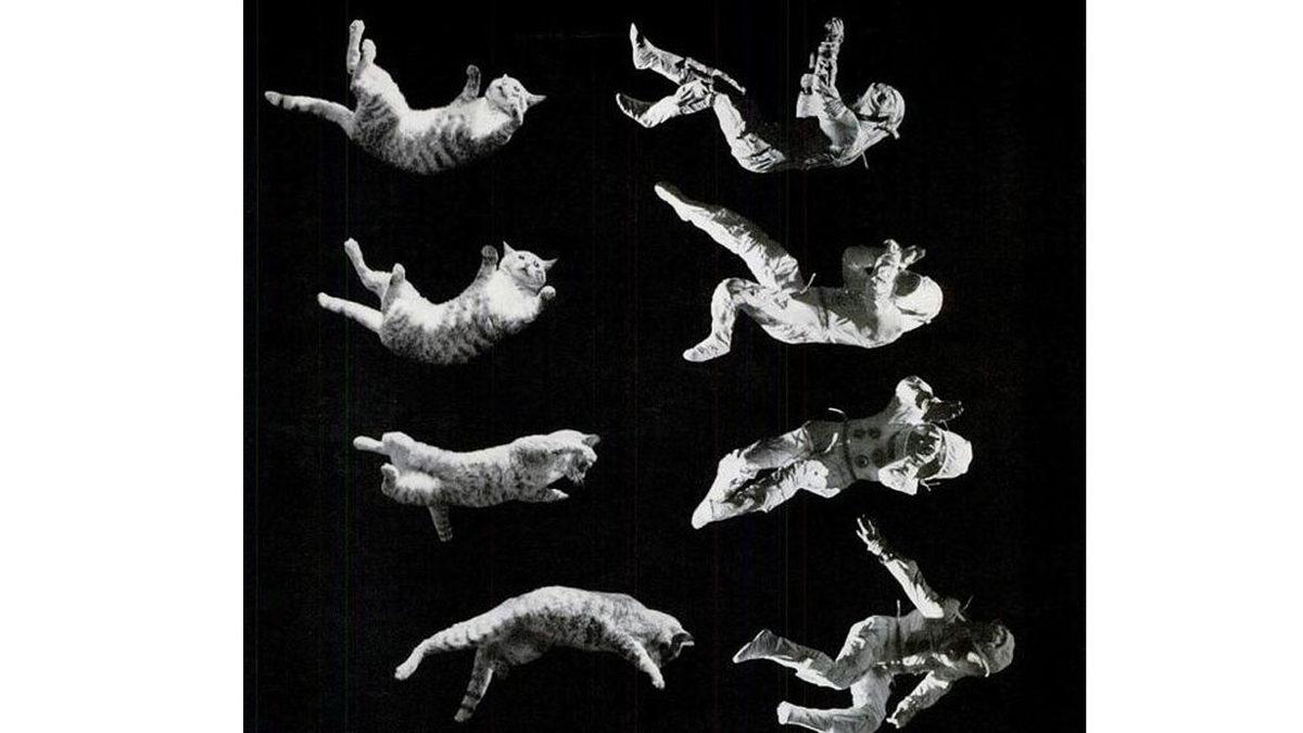 Kediler, 1969’da NASA Araştırmalarına Nasıl Yön Verdi? Uzaylılar Diye Boşuna Demiyoruz...