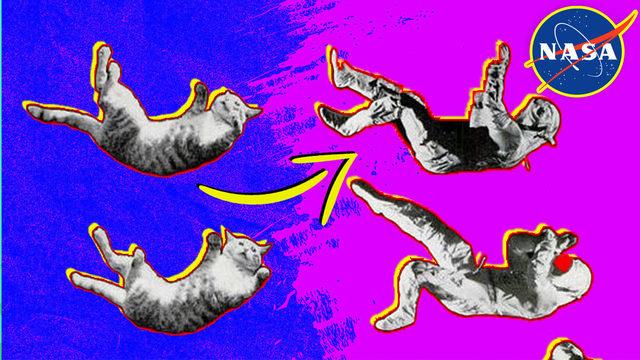 Kediler, 1969’da NASA Araştırmalarına Nasıl Yön Verdi? Uzaylılar Diye Boşuna Demiyoruz...