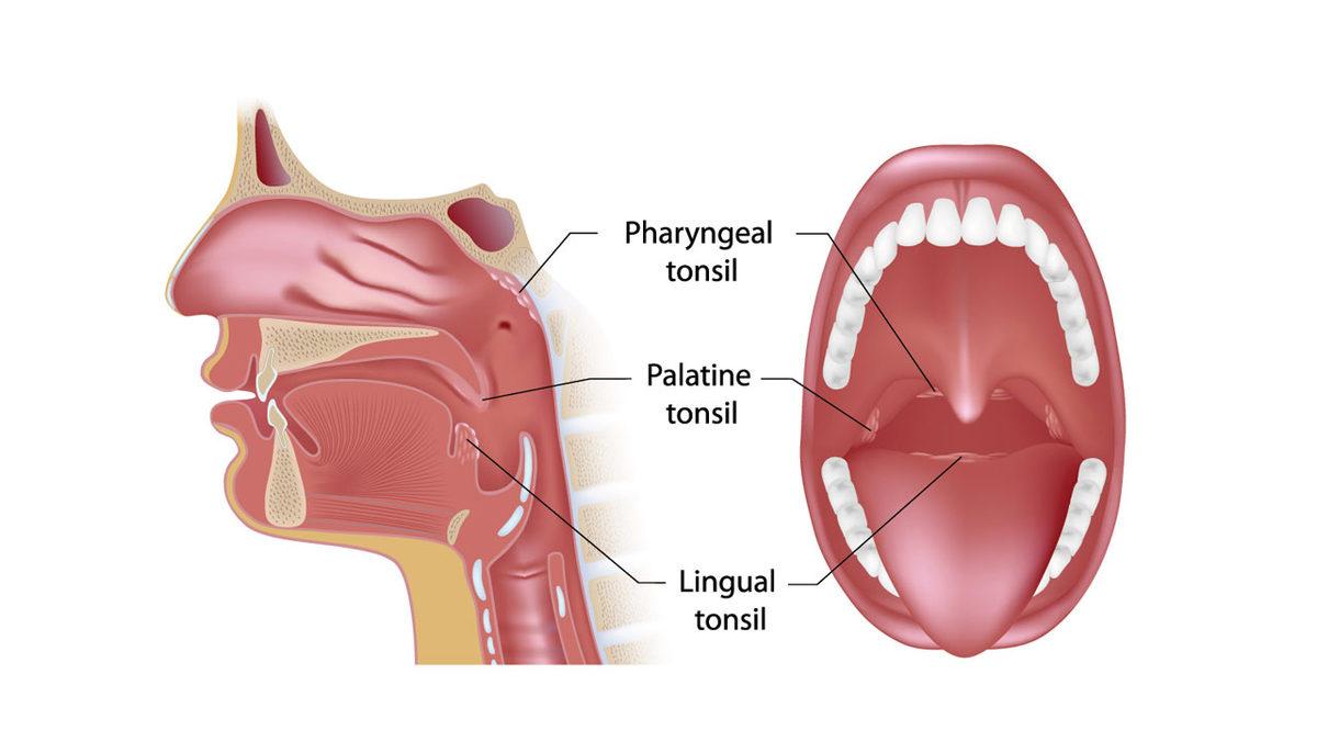 Bilmeden Yaşıyoruz: İşte Adını Bile Duymadığımız, Vücudumuzun 20 Gizemli Yeri