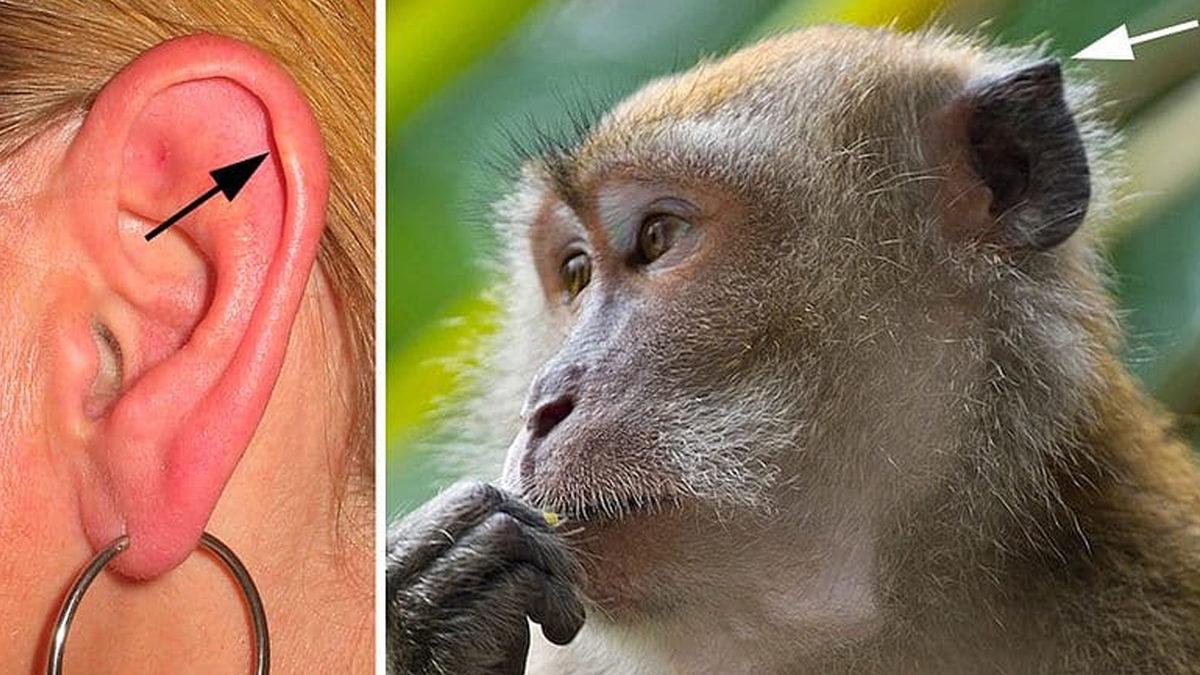 Bilmeden Yaşıyoruz: İşte Adını Bile Duymadığımız, Vücudumuzun 20 Gizemli Yeri