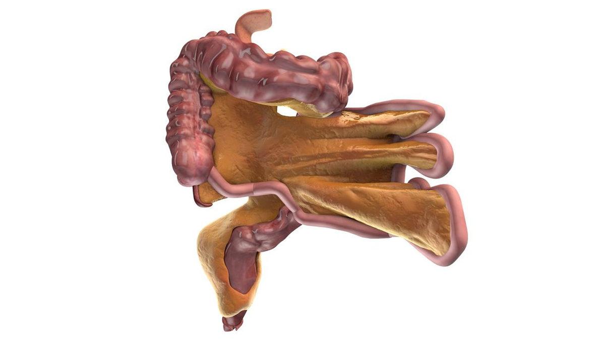 Bilmeden Yaşıyoruz: İşte Adını Bile Duymadığımız, Vücudumuzun 20 Gizemli Yeri