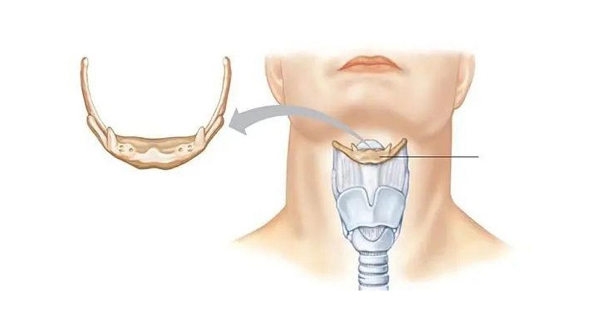Bilmeden Yaşıyoruz: İşte Adını Bile Duymadığımız, Vücudumuzun 20 Gizemli Yeri