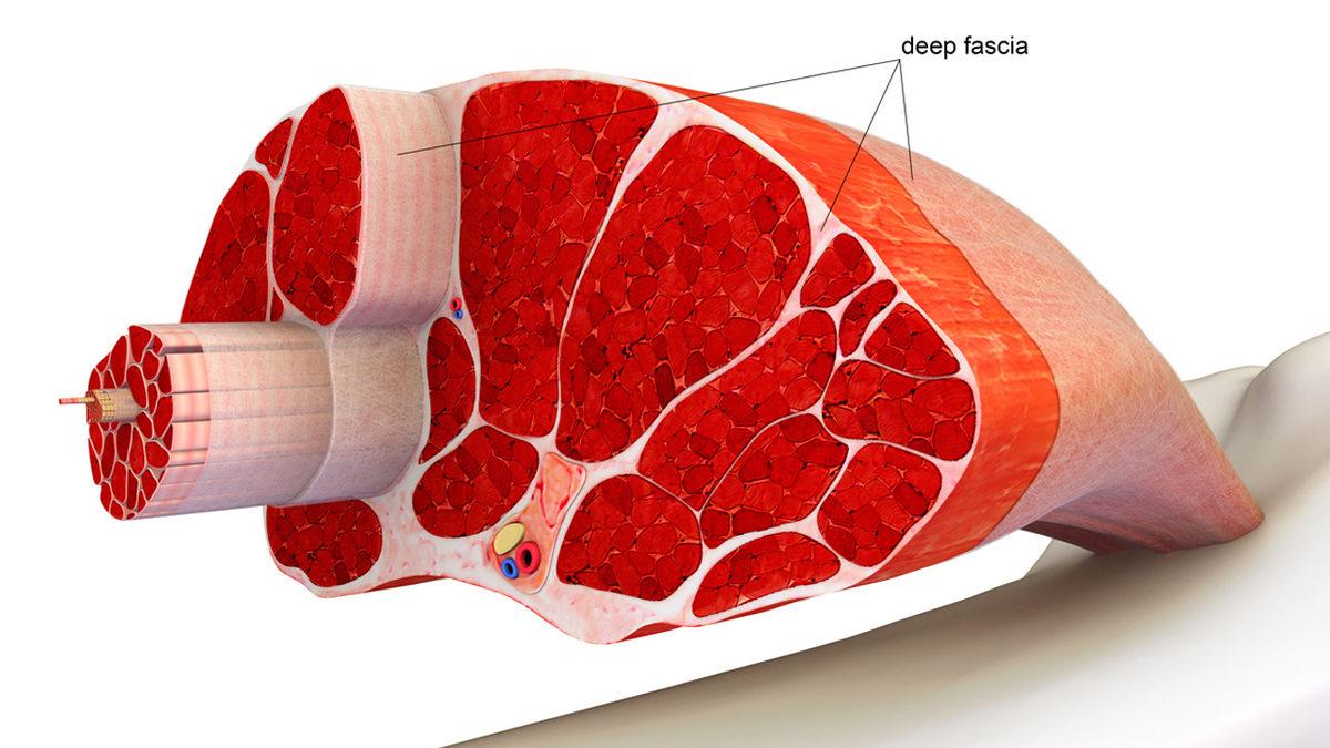 Bilmeden Yaşıyoruz: İşte Adını Bile Duymadığımız, Vücudumuzun 20 Gizemli Yeri