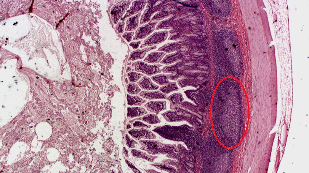 Bilmeden Yaşıyoruz: İşte Adını Bile Duymadığımız, Vücudumuzun 20 Gizemli Yeri