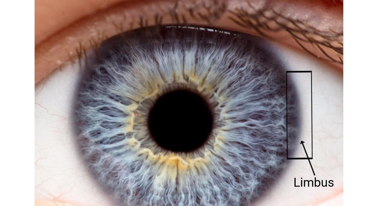 Bilmeden Yaşıyoruz: İşte Adını Bile Duymadığımız, Vücudumuzun 20 Gizemli Yeri