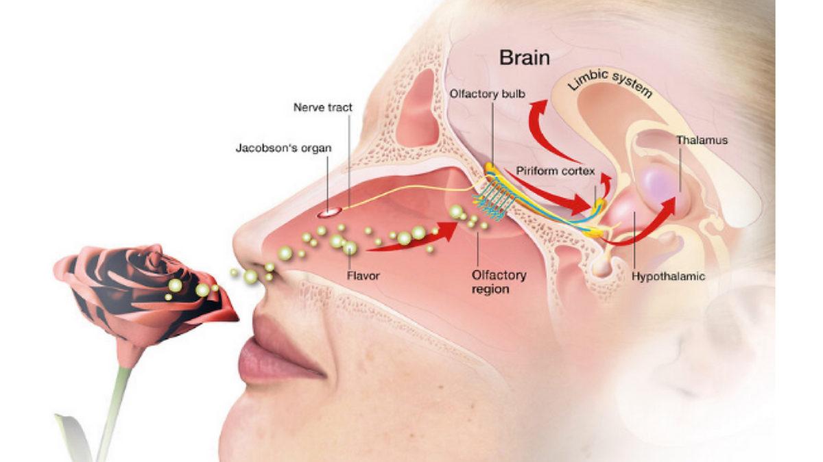 Bilmeden Yaşıyoruz: İşte Adını Bile Duymadığımız, Vücudumuzun 20 Gizemli Yeri