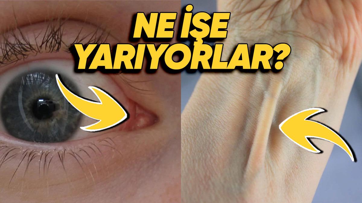 Bilmeden Yaşıyoruz: İşte Adını Bile Duymadığımız, Vücudumuzun 20 Gizemli Yeri