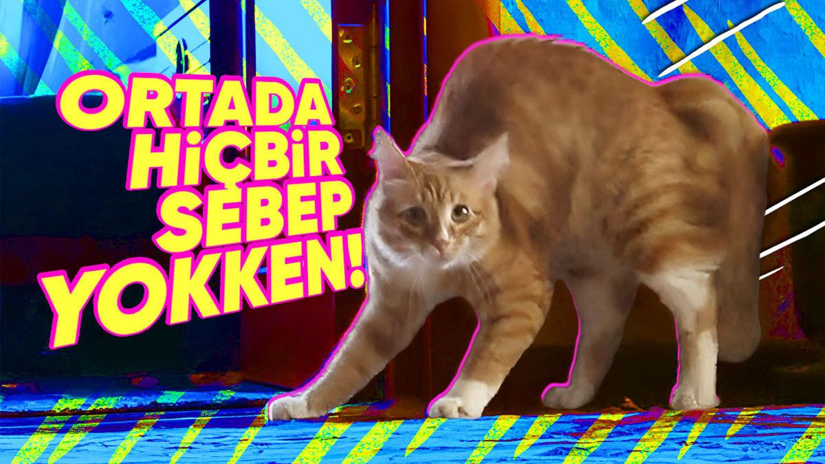 Kediler Bazen Neden ’Delirmiş Gibi’ Oradan Oraya Koşup Zıplıyor? Hele ki Gecenin Bir Saatinde!