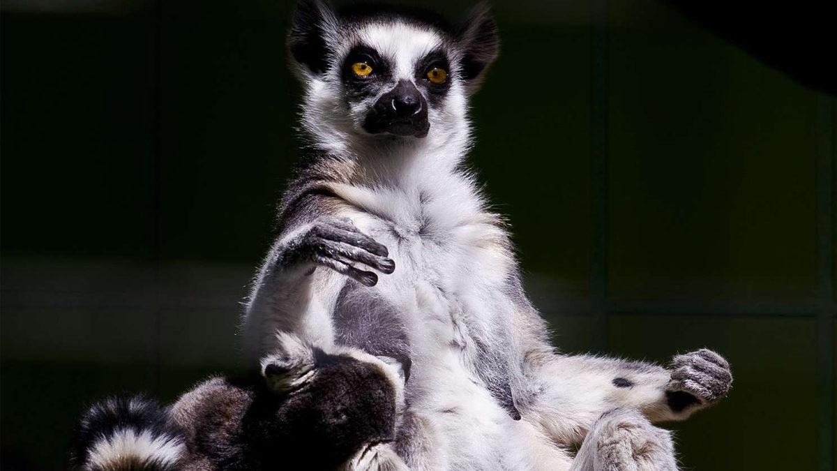 Ay Işığında Farklı Davranan 7 Hayvan: Gece Onları Nasıl Etkiliyor?