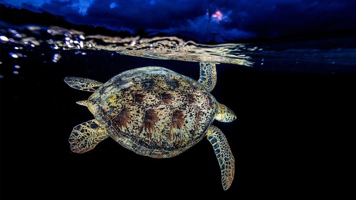 Ay Işığında Farklı Davranan 7 Hayvan: Gece Onları Nasıl Etkiliyor?